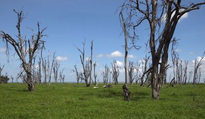 Dead Tree scape near defunct Amboseli Lodge....caused by rising saline water