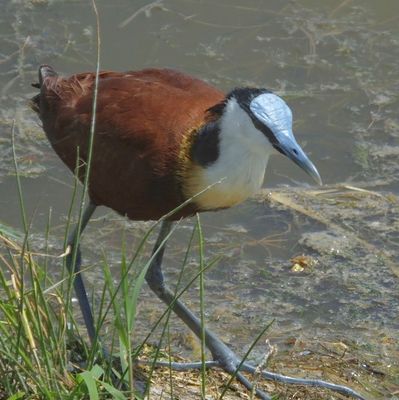 African Jacana or Lily Trotter