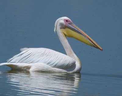 Great White Pelican