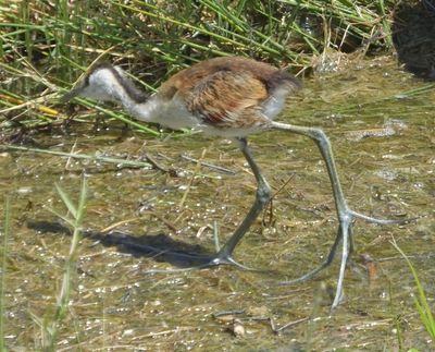 Juvenile African Jacana