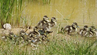White Faced Whistling Duck chicks