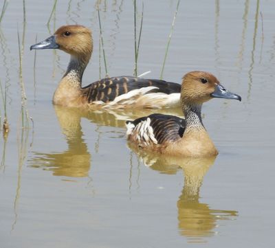 Fulvous Whistling Ducks