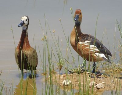 White Faced and Fulvous Whistling Duck.