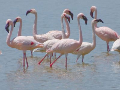 Lesser Flamingos