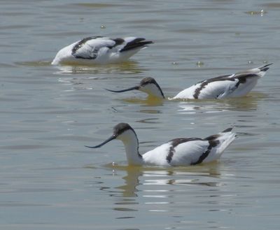 Avocets