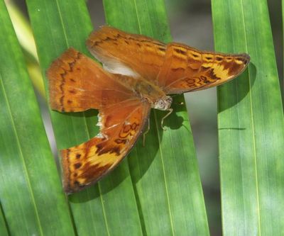 Orange butterfly with large chunk missing from wing.