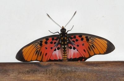 Red and black spotted butterfly