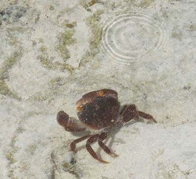 Crab on coral reef