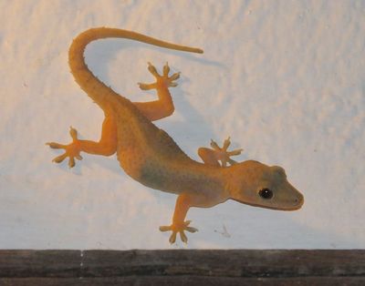  House Gecko Mama Taa Villa Room F3