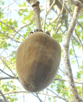 Baobab tree fruit