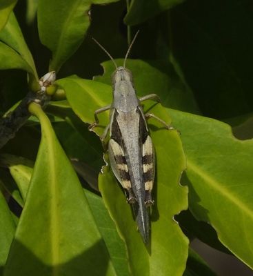Grasshopper or crickety thing