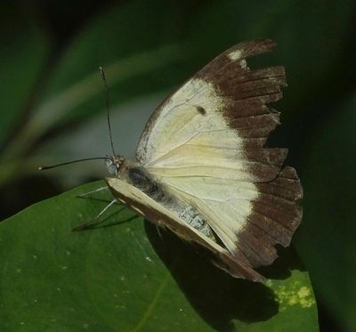 Brown and White butterfly