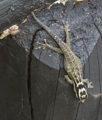  White Headed Dwarf Gecko