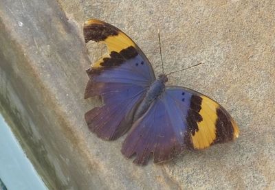 Blue Orange Black butterfly_they all seemed moth eaten...