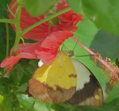 Butterfly on hibiscus