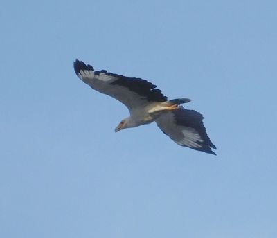 Palmnut Vulture in flight