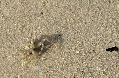 Smaller Sand Crab.