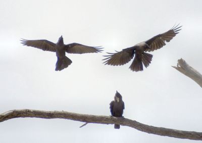 House Crows and juvenile