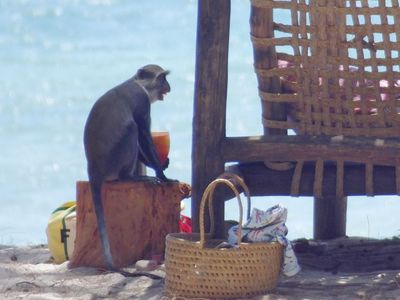 Sykes Monkey imbibing Fruit Cocktail temporarily abandoned by other guests