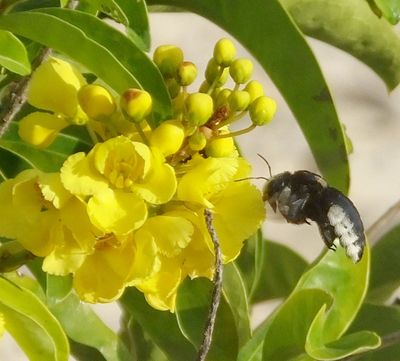 Large Bee(?) and Cenostigma pluviosum or Senna alato or...