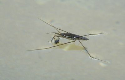 Pond Skater in swimming pool before it  was open