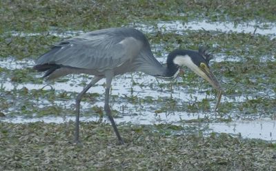 Black Headed Heron on reef with lunch