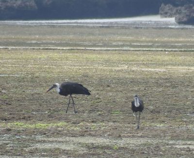 Woolly Necked Storks on reef