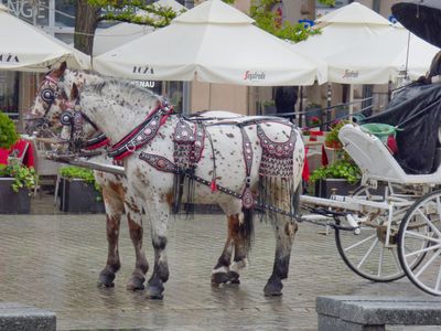 Main Market Square_Horses