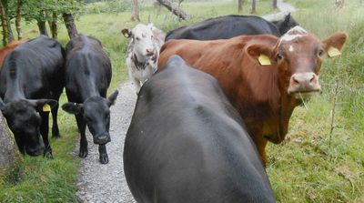 Friendly cows blocking footpath near Skelwith
