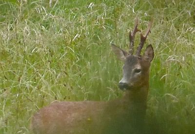 Male Roe Deer_Roebuck_by River Brathay_from video.jpg
