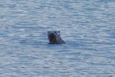 Otter head_Elterwater