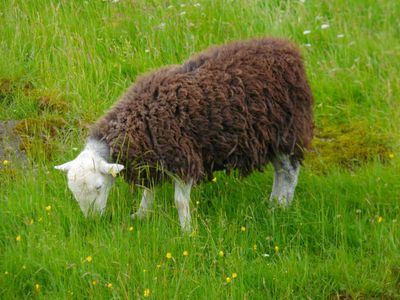 Herdwick sheep_River Brathay