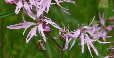 Ragged Robin_Silene fios cuculi_Silverthwaite garden