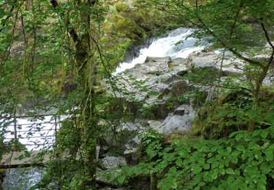 Skelwith Force:a clear view is blocked by vegetation