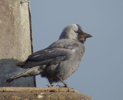 Jackdaw Skelwith