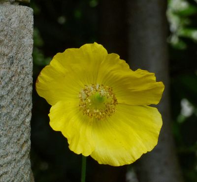 Welsh Poppy_Papaver cambricum