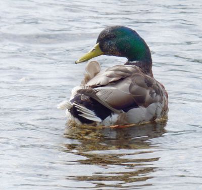 Male Mallard_Elterwater