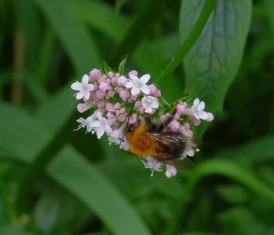 Bee on _Plantnet suggests_Marsh Valerian_Valeriana dioica