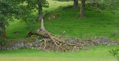 Dry stone wall and fallen tree near Great Langdale Beck