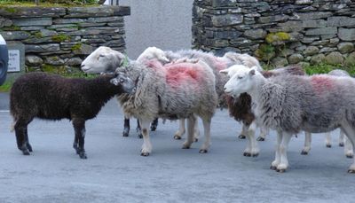 Sheep in Elterwater village