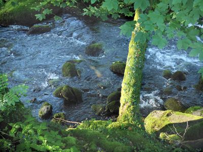 Tree by River Brathay_Skelwith