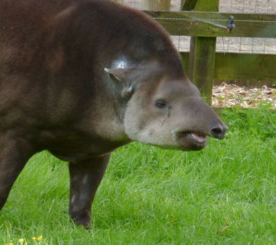 Brazilian Tapir_Lake District Wildlife Park