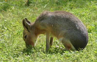 Patagonian Mara_Lake District Wildlife Park