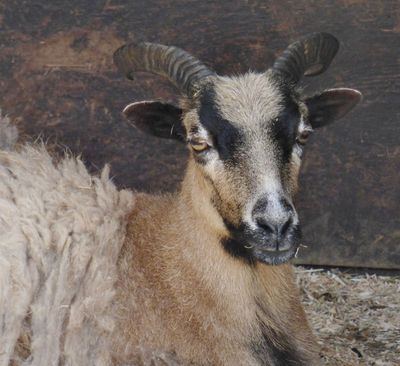 Cameroon Sheep_Lake District Wildlife Park.