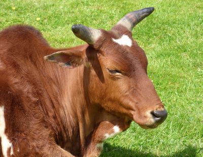 Miniature Zebu_Lake District Wildlife Park