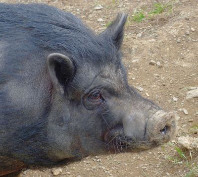Vietnamese Pot Bellied Pig_Lake District Wildlife Park