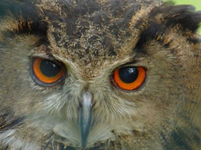 Eurasian Eagle Owl_Lake District Wildlife Park