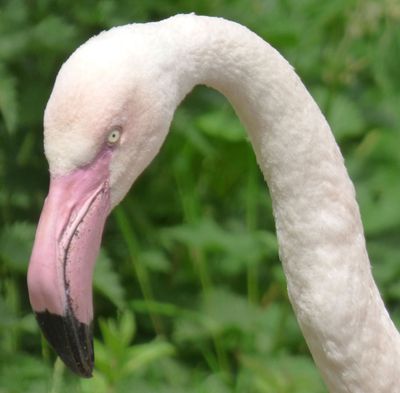 Greater Flamingo_Lake District Wildlife Park