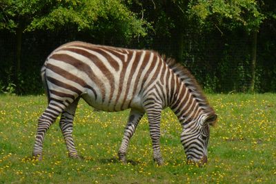 Grants Zebra_(the smallest variety)_Lake District Wildlife Park.JPG