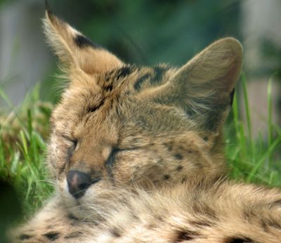 Serval_Leptailurus serval_Lake District Wildlife Park